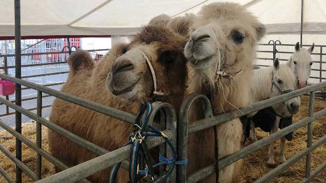 Animales del Circo Quirós en Ávila.