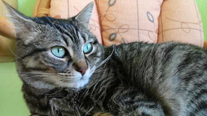 imagen de archivo de una mascota.