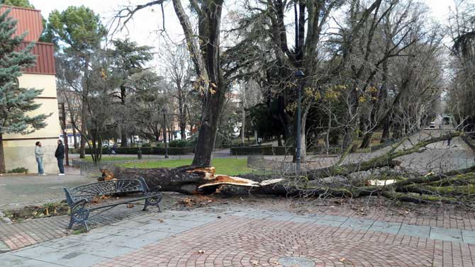 Árbol derribado por el viento en diciembre de 2017.