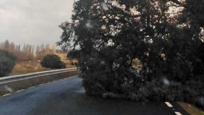 &Aacute;rbol ca&iacute;do sobre la AV-P-630 en Mancera de Arriba.