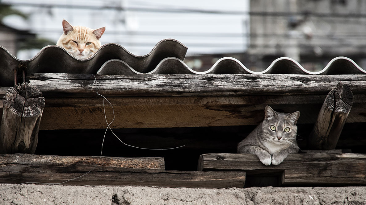 Imagen de archivo de gatos callejeros