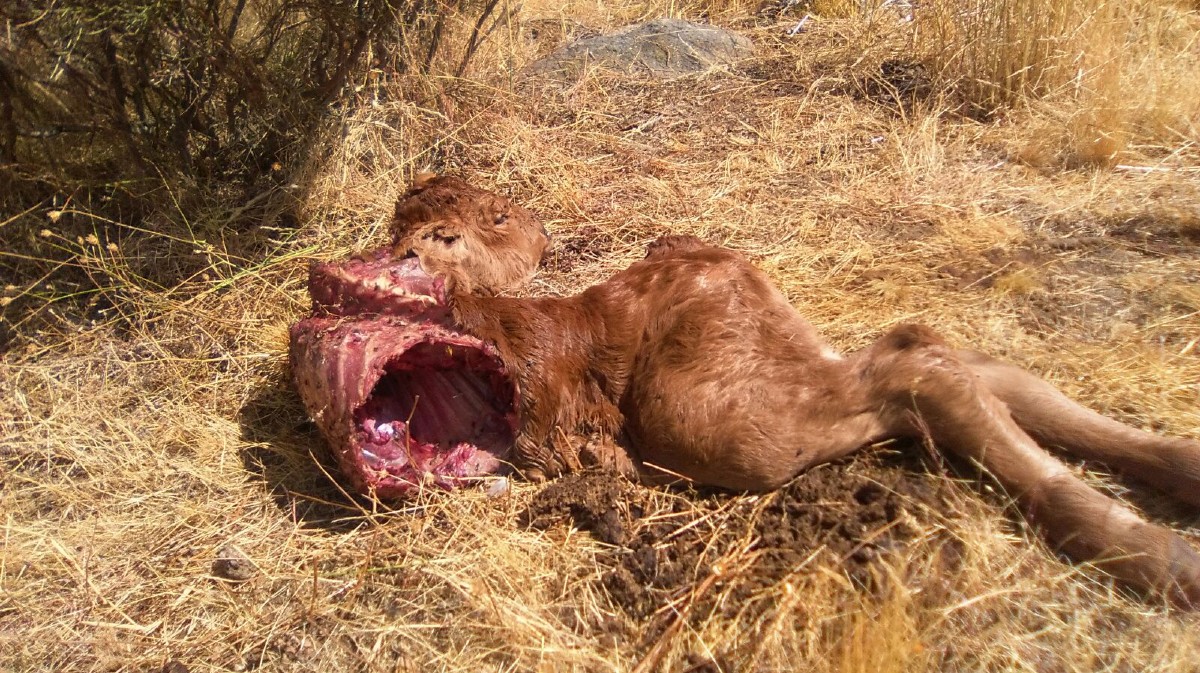 Imagen de archivo de los restos una res tras el ataque de un lobo.