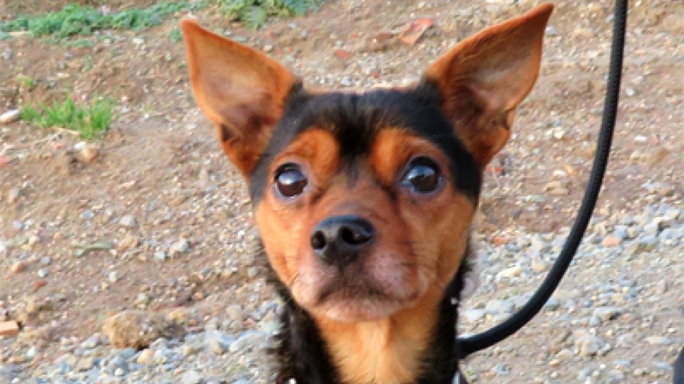 Kike, uno de los perros que esperan ser acogidos.