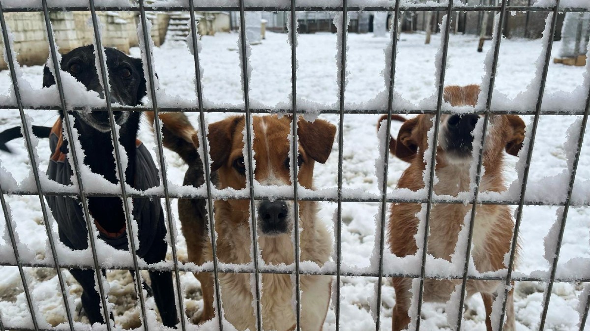 Perros en el refugio de la protectora Huellas, este domingo.