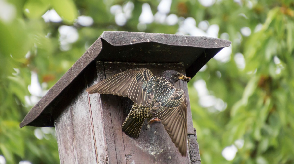 Un pájaro en una caja-nido.