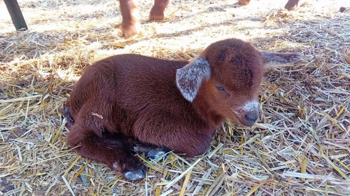 Cr&iacute;a de cabra guisandesa.