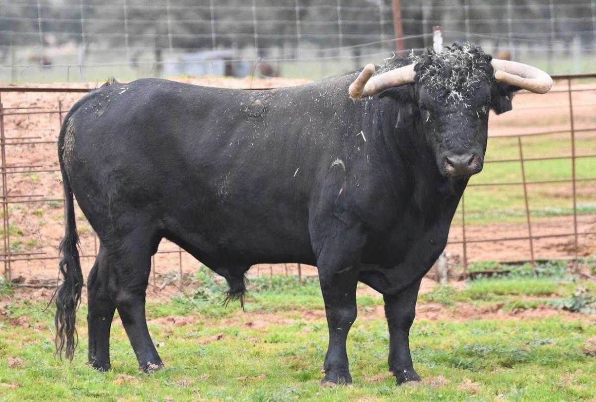 Francisco D’Agostino abre la temporada taurina en Inca con el centenario de la ganadería Samuel Flores