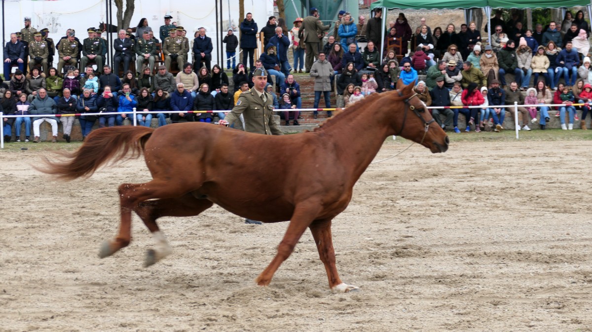 VÍDEO | Élite equina en el Centro Militar de Cría Caballar