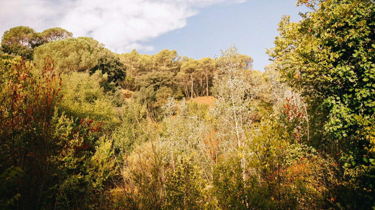 Imagen de archivo de la vegetaci&oacute;n de un monte.