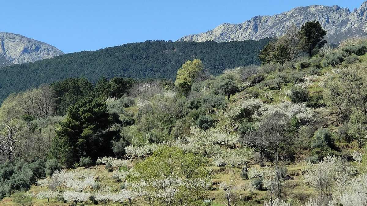Rutas del Cerezo en Flor 2026 en El Hornillo y El Arenal