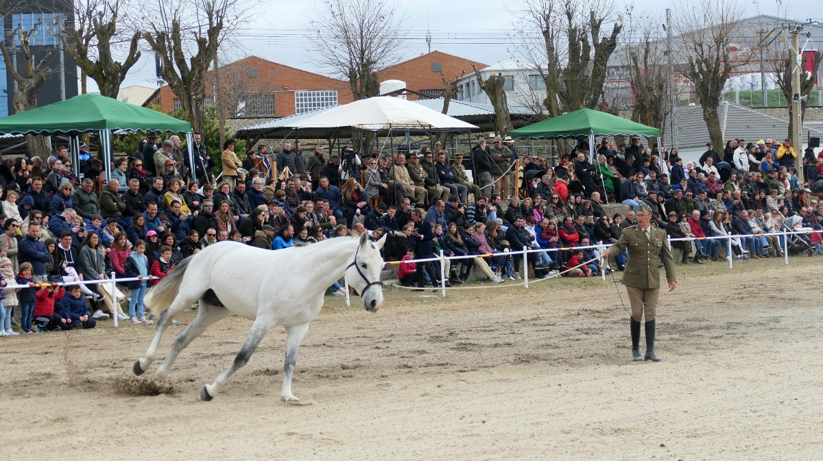 Un ejemplar durante una de las exhibiciones en las instalaciones del Centro Militar de Cr&iacute;a Caballar.