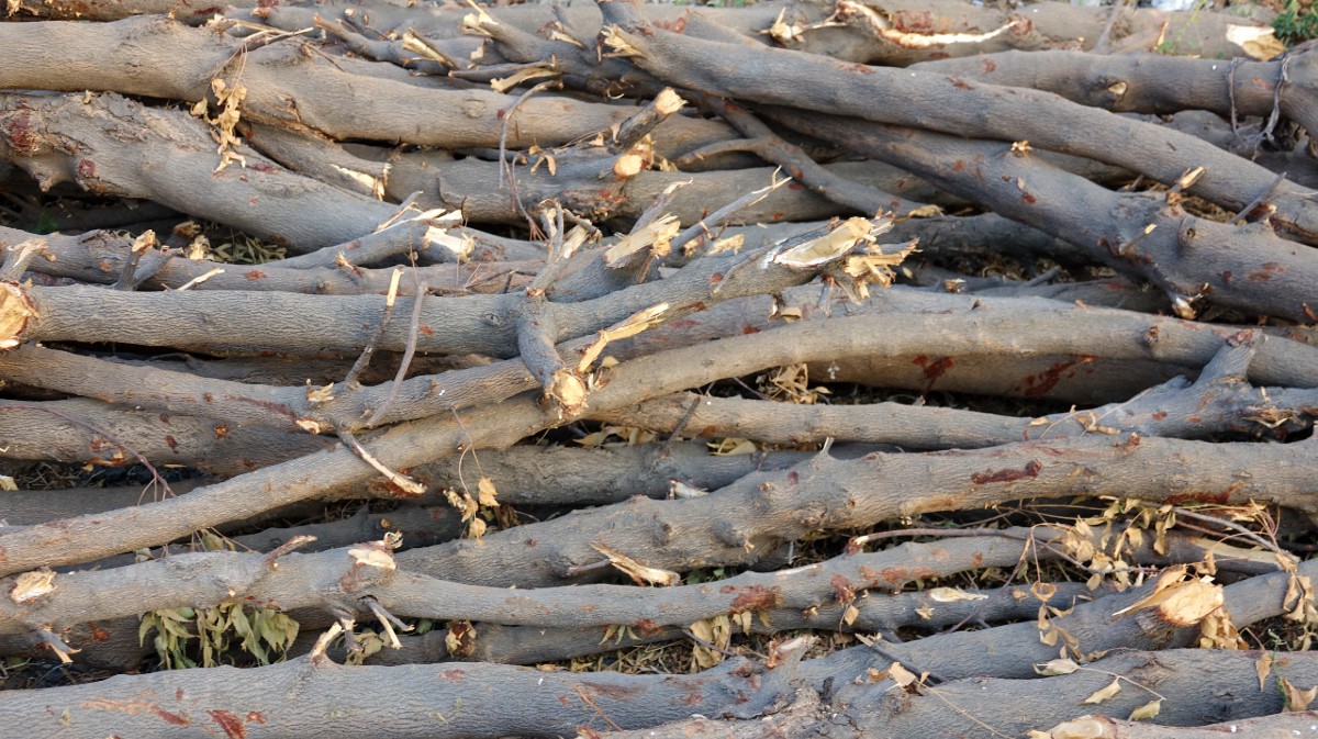 Restos tras una poda.