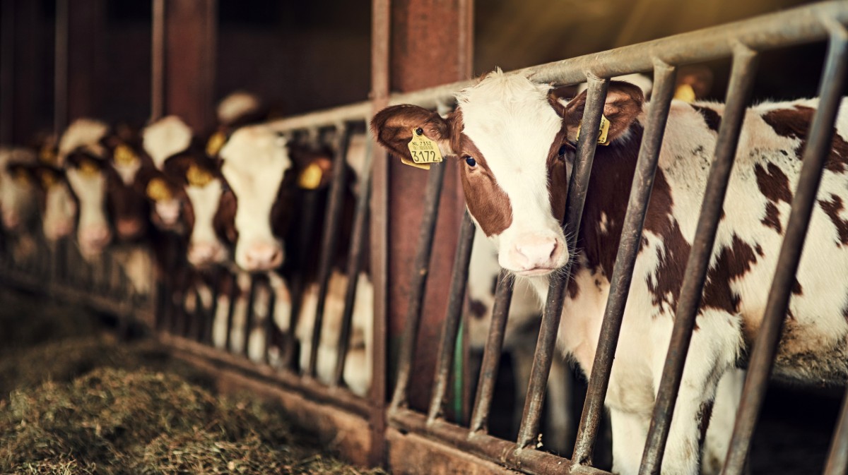 Imagen de una ganader&iacute;a de vacuno.