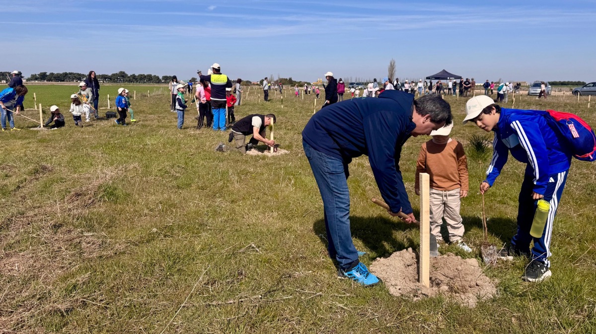 Plantaci&oacute;n de pinos en Fontiveros por el D&iacute;a Forestal