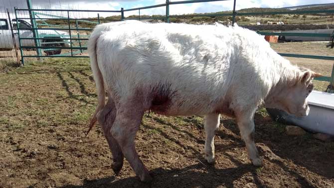 Novilla herida por los lobos en San Martín de la Vega del Alberche.