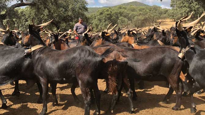 Cabras de raza verata en Candeleda.