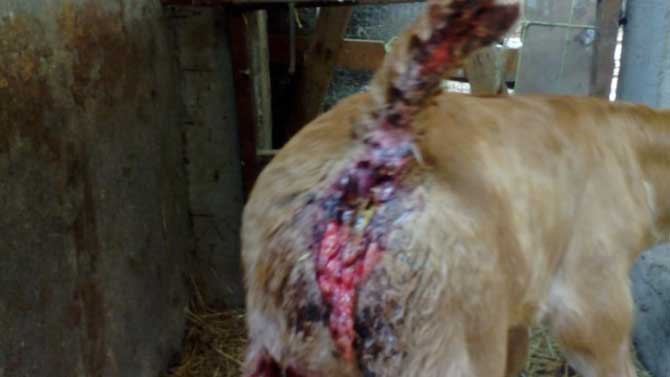 Daños de los lobos a una res en Tornadizos.