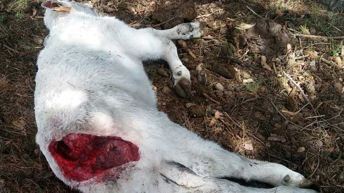 Becerro muerto en San Martín de la Vega del Alberche.
