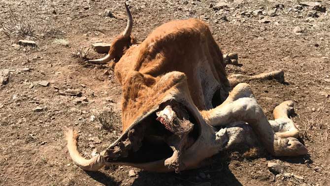 Ternera muerta por los lobos en Las Navas del Marqués.