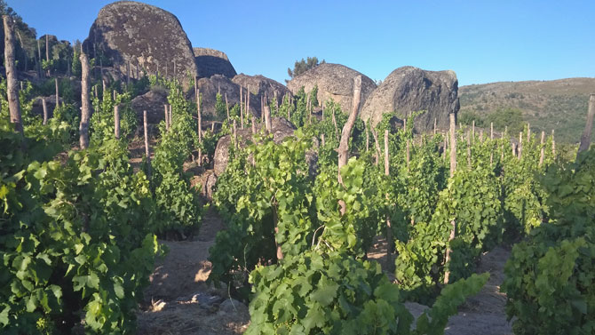 Vi&ntilde;edos de la DOP Vinos de Cebreros.