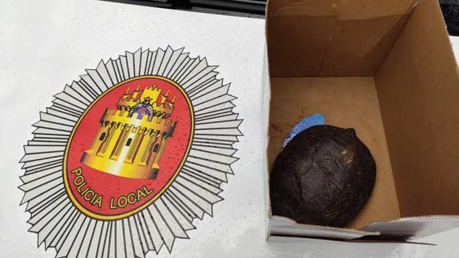 Tortuga florida hallada en &Aacute;vila.