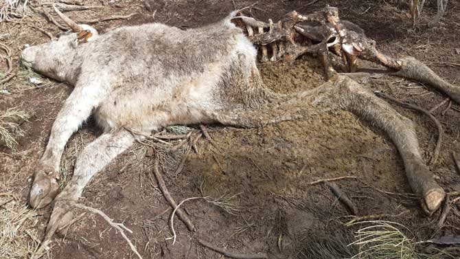 Res muerta por los lobos en San Mart&iacute;n de la Vega del Alberche.