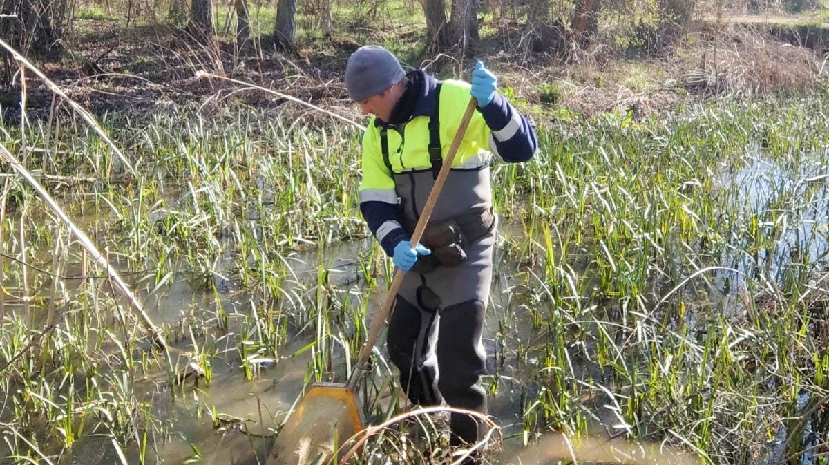 Muestreo biológico en el río Zapardiel.