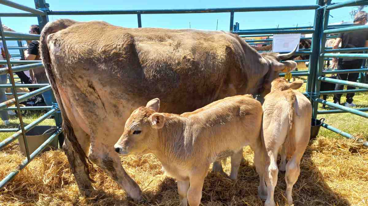 Imagen: Ayuntamiento de El Barraco