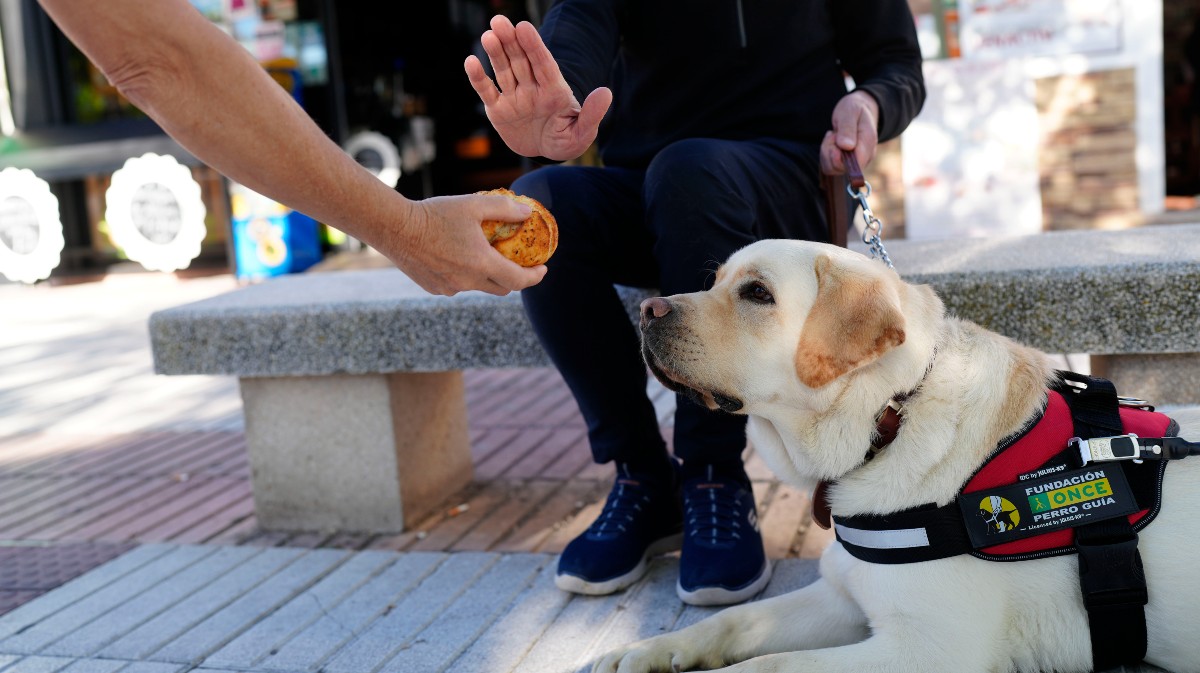 Imagen de archivo de un perro guía,