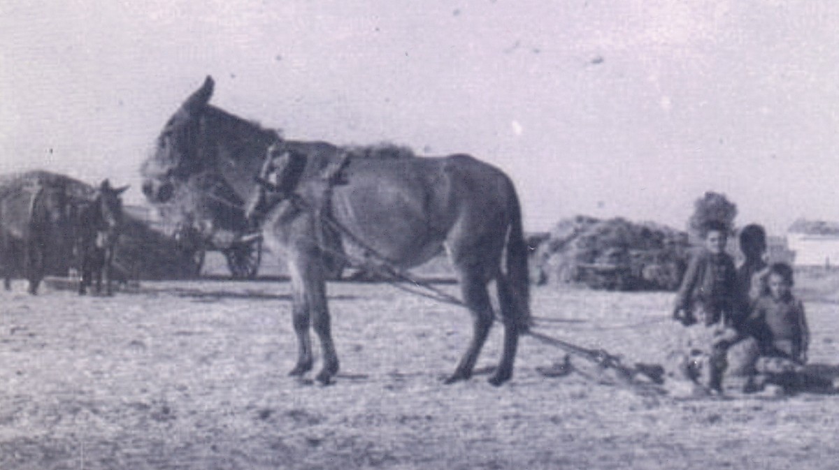 Estos están trillando en la era. Están subidos los chavalines encima del trillo con la mula. Y cuanto más se subían más peso hacían en ekrillo, y mejor se separaba el trigo de la paja (Ana Mª Pindado).
