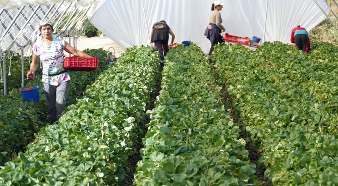 Trabajadoras inmigrantes en una explotaci&oacute;n de fresas de La Mora&ntilde;a.