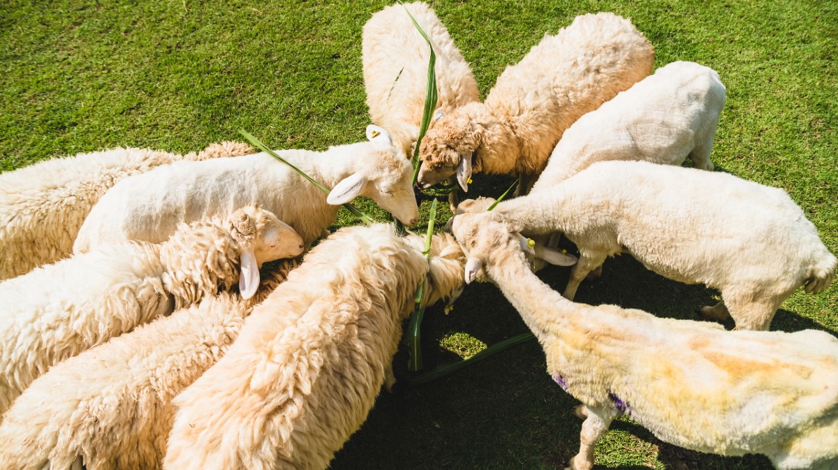 El esquileo del ovino vuelve a generar pérdidas pese al repunte de la demanda mundial de lana
