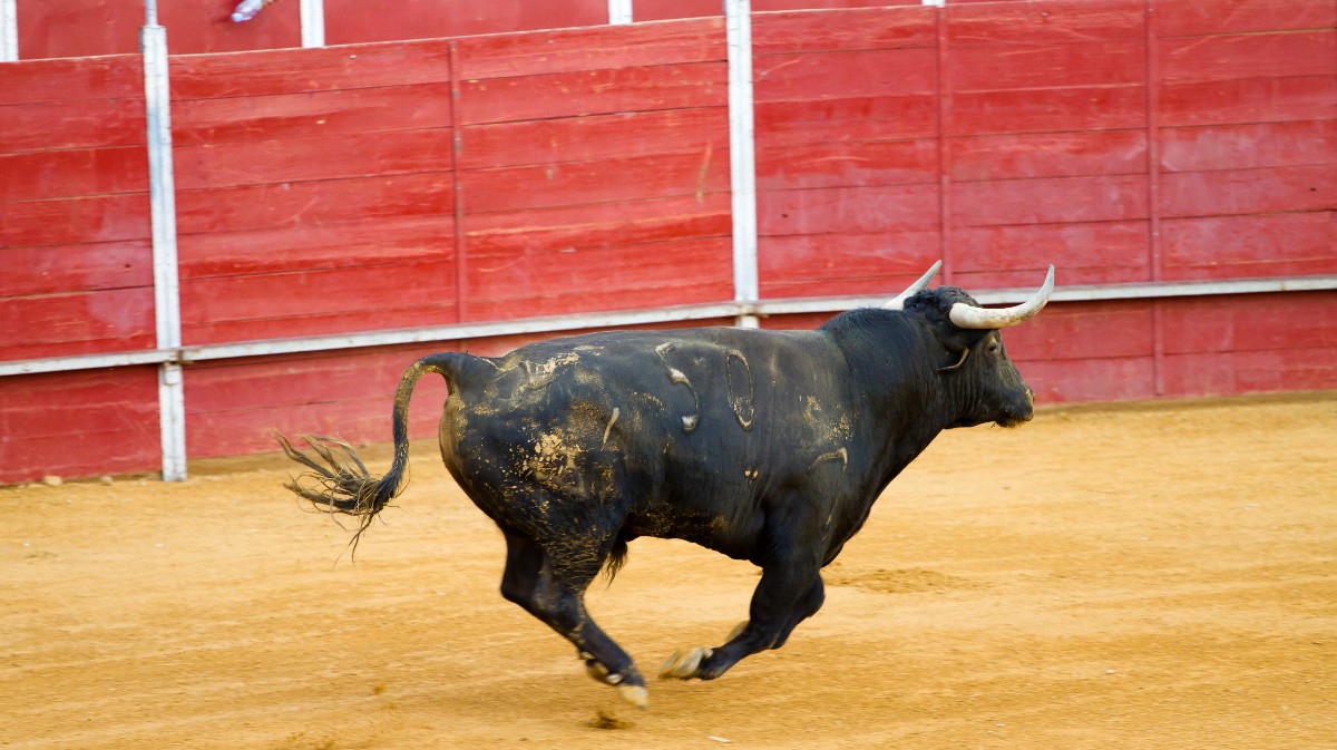 Imagen de archivo de un toro en un festejo taurino.
