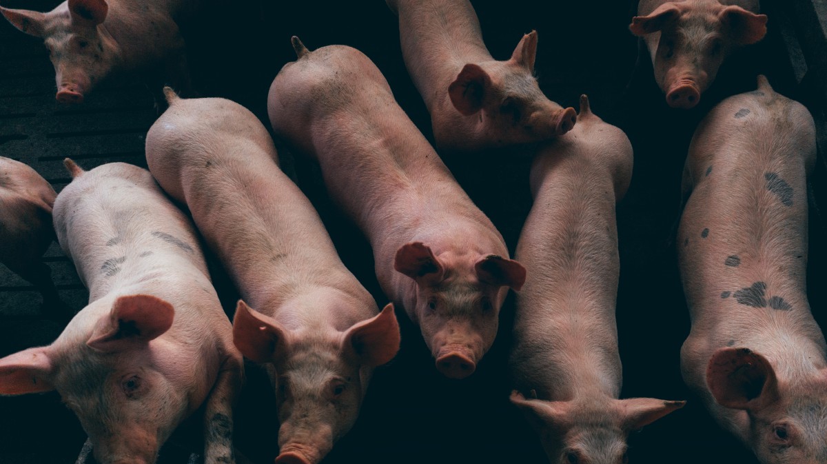 Imagen de archivo de una granja de cerdos.