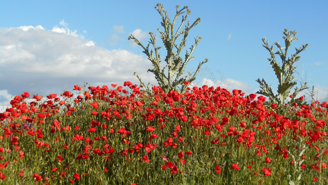 Paisaje de amapolas. Foto: Luis Miguel G&oacute;mez Garrido.