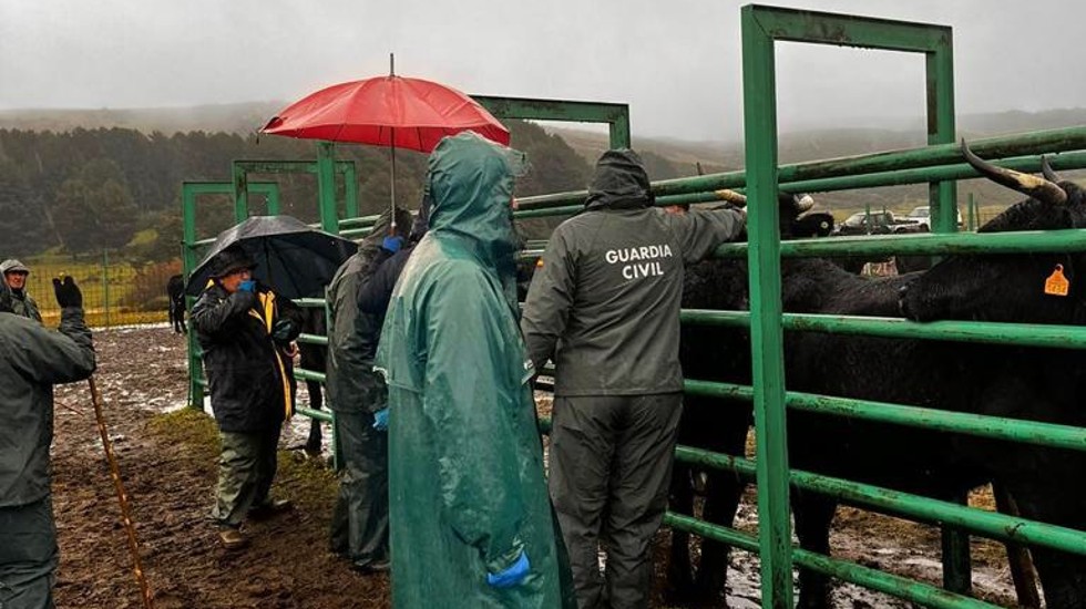 Investigación de la Guardia Civil en una explotación ganadera de San Martín del Pimpollar.