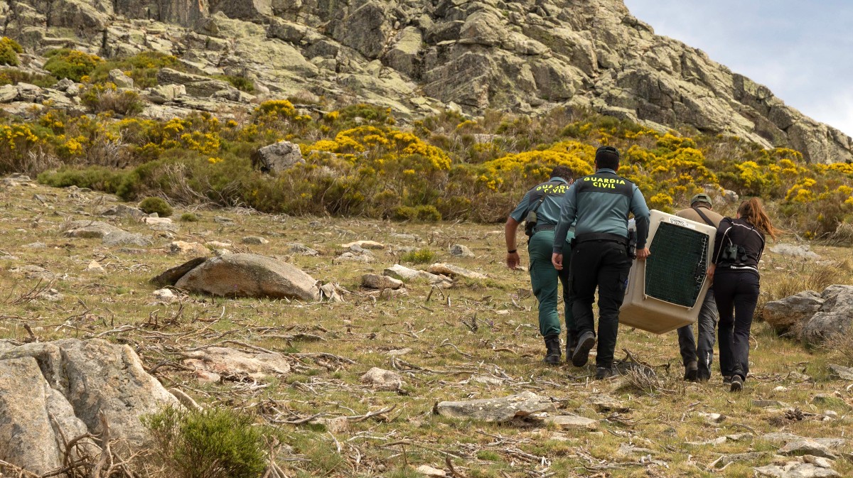 La hembra de quebrantahuesos Benemérita llega a Gredos.
