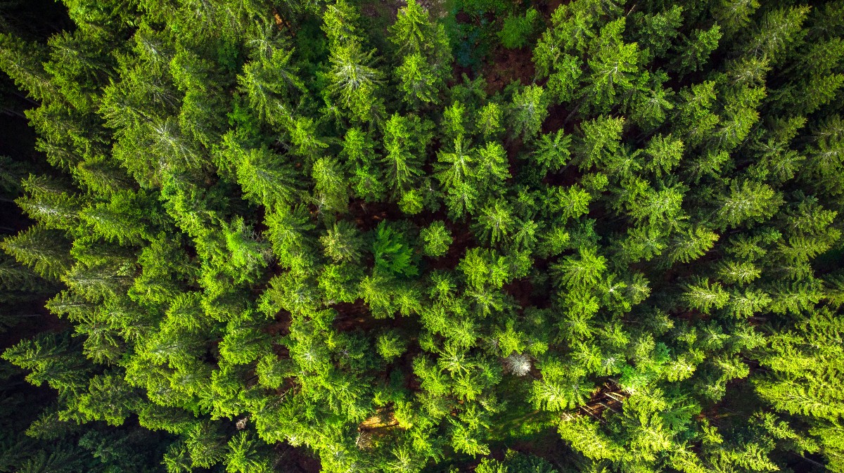 900.000 euros para restauración forestal en Piedralaves