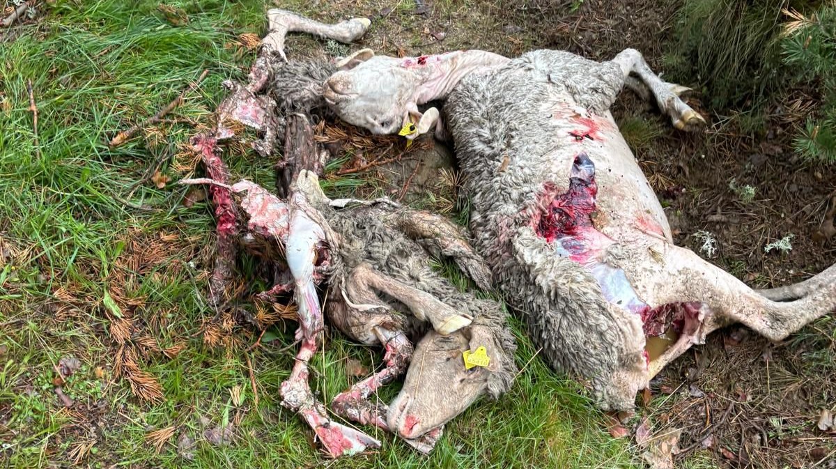 Ovejas muertas por lobos en Hoyos del Collado.