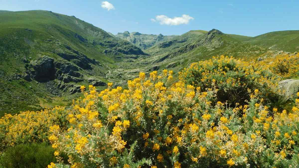 Piornos en flor en la vertiente norte de Gredos.