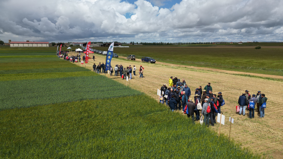 Agricultores y t&eacute;cnicos de Cobadu recorren los campos de ensayo durante la jornada t&eacute;cnica celebrada en Herreros de Suso.