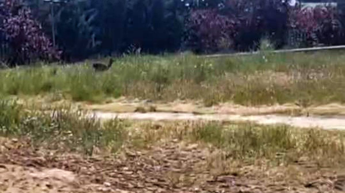 VÍDEO | Un duende del bosque en el casco urbano de Ávila