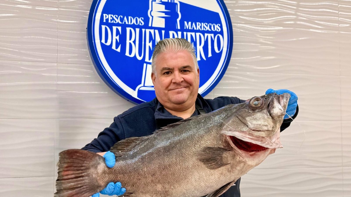 El mero gris recupera protagonismo