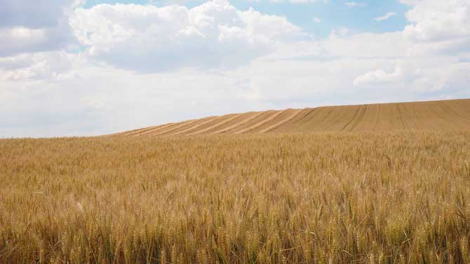 Cultivo de cereales sin cosechar.