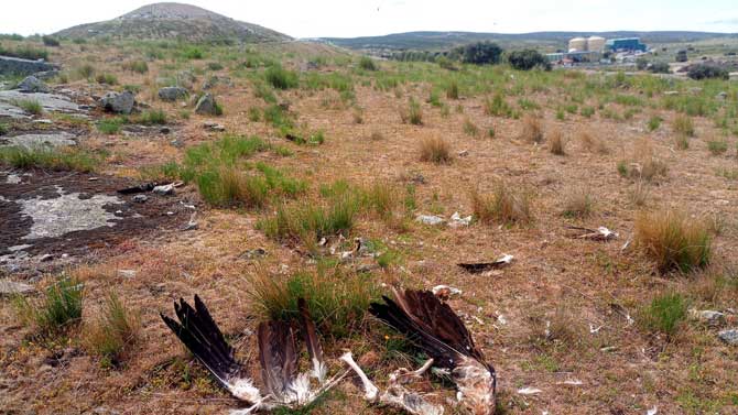 Buitre muerto hallado cerca del CRT de Urraca.