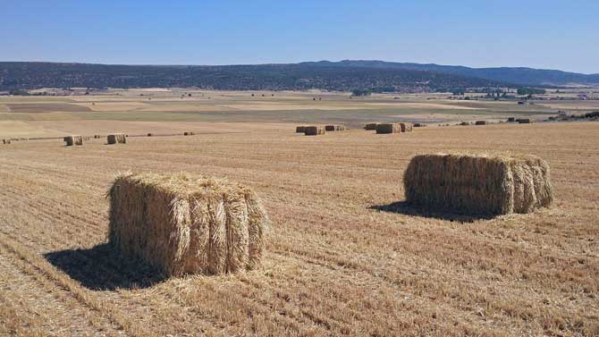 Cultivos de cereal cosechados en Ávila hace una semana.