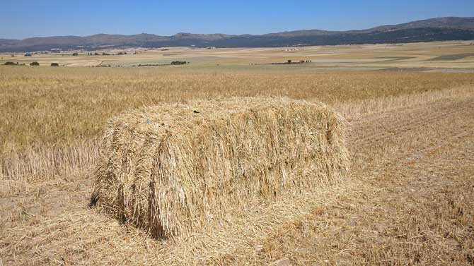 Cereal cosechado en el Valle Amblés.