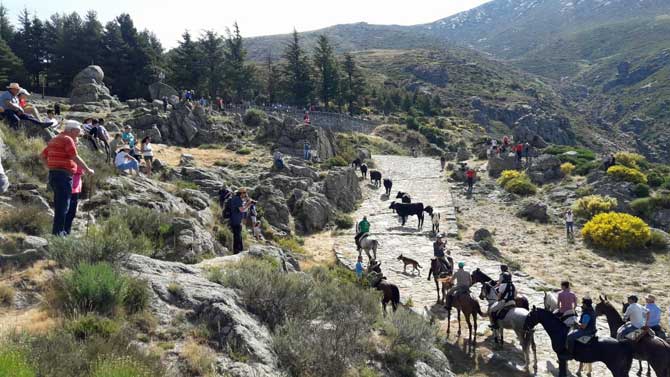 Jornada de la trashumancia en el puerto del Pico.