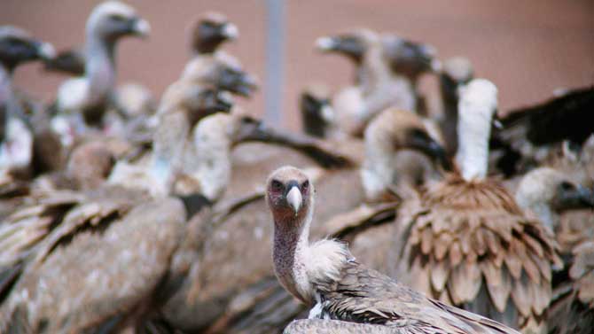 Buitres en una imagen de archivo.