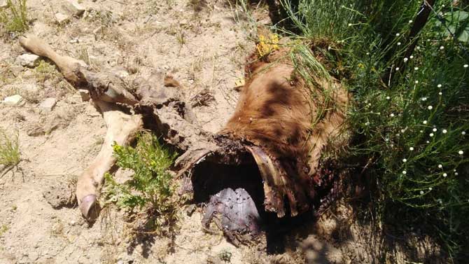 Ataque de lobos en Las Navas del Marqués.